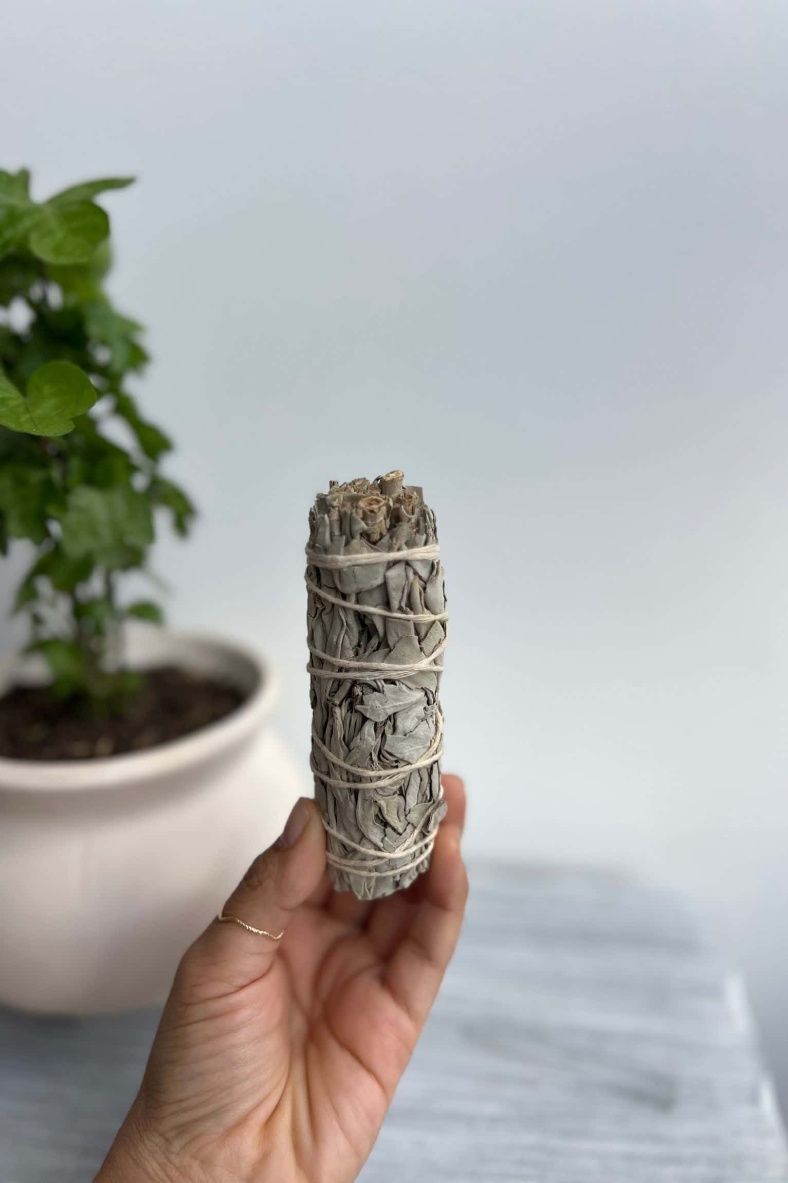 Salvia blanca Origins